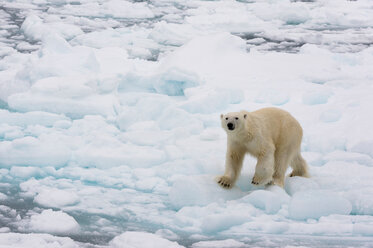 Eisbär (Ursus maritimus), Polareiskappe, 81nördlich von Spitzbergen, Norwegen - ISF20995