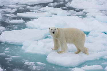 Eisbär (Ursus maritimus), Polareiskappe, 81nördlich von Spitzbergen, Norwegen - ISF20996