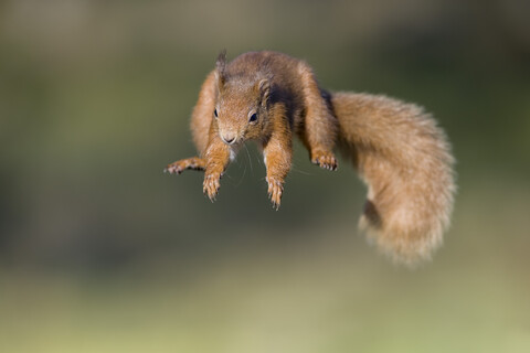 Rotes Eichhörnchen, Sciurus vulgaris, springend, lizenzfreies Stockfoto