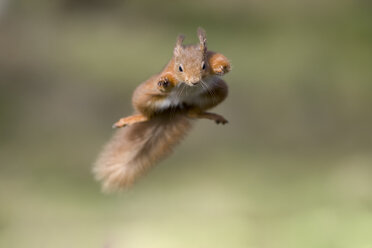 Rotes Eichhörnchen, Sciurus vulgaris, springend - MJOF01682