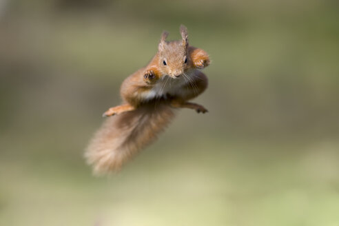 Red squirrel, Sciurus vulgaris, jumping - MJOF01682