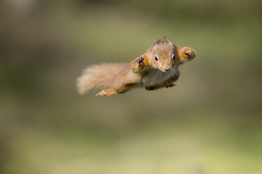 Rotes Eichhörnchen, Sciurus vulgaris, springend - MJOF01683