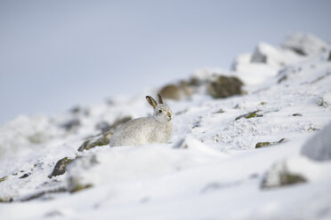 UK, Schottland, Berghase im Schnee - MJOF01685