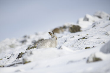 UK, Scotland, Mountain hare in snow - MJOF01685