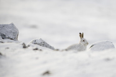 UK, Schottland, Berghase im Schnee - MJOF01686