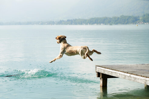 Hund springt vom Steg in den Lac d'Annecy, Annecy, Frankreich - CUF49548