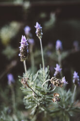 Nahaufnahme von im Garten wachsenden Blumen - CAVF63038