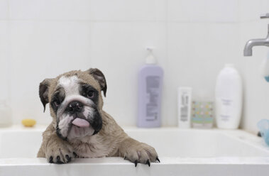 Portrait of English Bulldog sticking out tongue while standing in bathtub against wall at home - CAVF63123