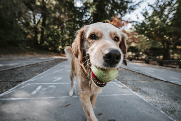 Nahaufnahme eines Golden Retrievers, der einen Ball im Maul trägt, während er auf einem Fußweg gegen Bäume in einem Park läuft - CAVF63125