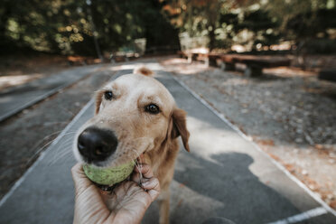 Abgeschnittene Hand einer Frau, die einen von einem Golden Retriever getragenen Ball im Maul hält, im Park - CAVF63126