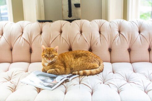 Ingwer-Katze auf stilvollem Sofa liegend - ISF21053