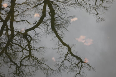 Spiegelung eines kahlen Baumes auf der Wasseroberfläche eines Sees - JTF01189