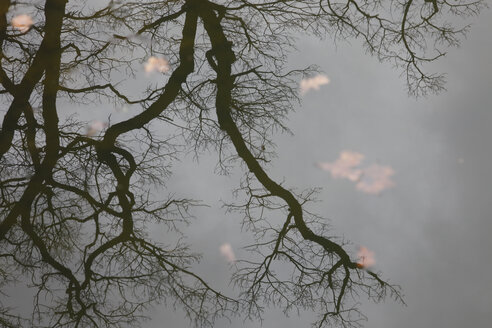 Spiegelung eines kahlen Baumes auf der Wasseroberfläche eines Sees - JTF01189