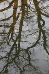 Spiegelung eines kahlen Baumes auf der Wasseroberfläche eines Sees - JTF01190