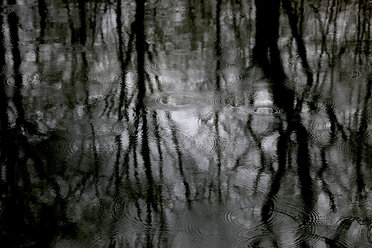Reflection of bare trees on water surface at rainy day - JTF01191