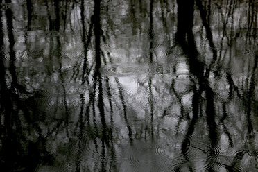 Reflexion von kahlen Bäumen auf der Wasseroberfläche an einem Regentag - JTF01191