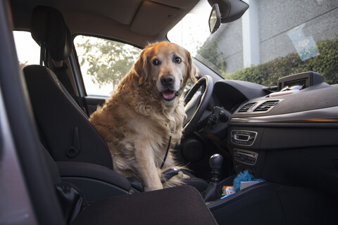 Golden Retriever auf dem Fahrersitz eines Autos sitzend, lizenzfreies Stockfoto