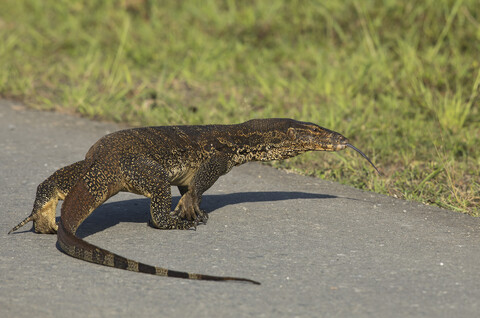 Borneo, Sabah, Waraneidechse, Varanus salvator, lizenzfreies Stockfoto