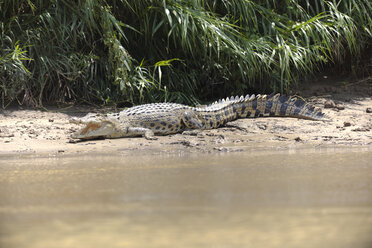 Borneo, Sabah, Salzwasserkrokodil, Crocodylus porosus - ZCF00706