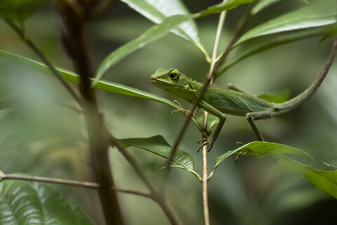 Malaysia, Borneo, Sabah, Naturschutzgebiet, Grüne Schopfeidechse, Bronchocela cristatella, lizenzfreies Stockfoto