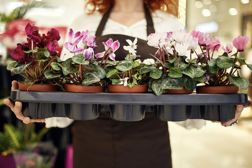 Nahaufnahme eines Blumenhändlers mit einem Tablett voller Topfpflanzen in einem Blumenladen - ZEDF02000