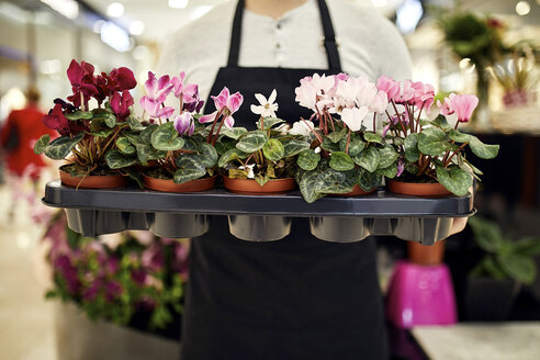 Nahaufnahme eines Blumenhändlers mit einem Tablett voller Topfpflanzen in einem Blumenladen - ZEDF02004