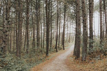 Netherlands, Schiermonnikoog, path through the forest - DWF00343