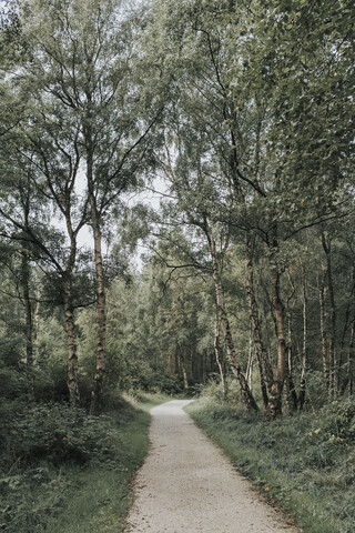 Niederlande, Schiermonnikoog, Weg durch den Wald, lizenzfreies Stockfoto