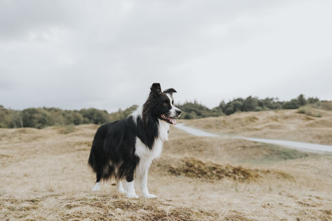 Niederlande, Schiermonnikoog, Border Collie in Dünenlandschaft, der sich umschaut, lizenzfreies Stockfoto