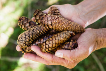 Handful of pine cones - CUF49879