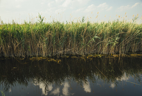 Österreich, Burgenland, Schilf am Neusiedler See, lizenzfreies Stockfoto