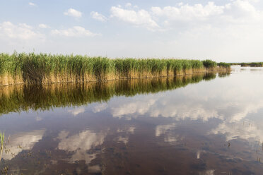 Österreich, Burgenland, Schilf am Neusiedler See - AIF00629