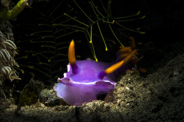 Hypselodoris bullockii , sea slug - GNF01470