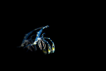 Cleaner shrimp, free floating in water - GNF01471