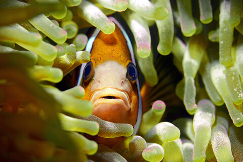 Clarks Anemonenfisch in einer Seeanemone, lizenzfreies Stockfoto