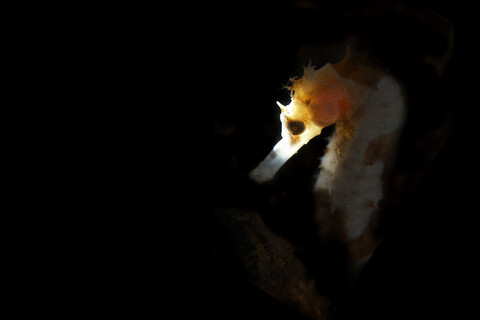 Thorny seahorse, close up stock photo