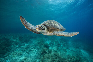 Green Sea Turtle, Chelonia mydas - GNF01477