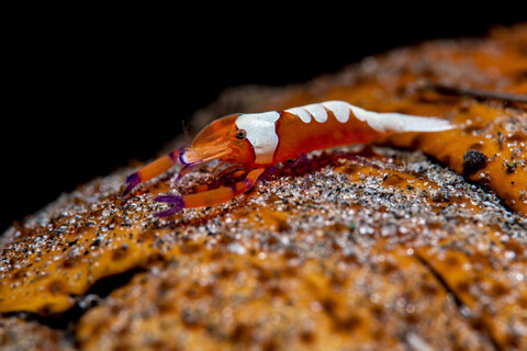 Emperor shrimp, Periclimenes imperator stock photo