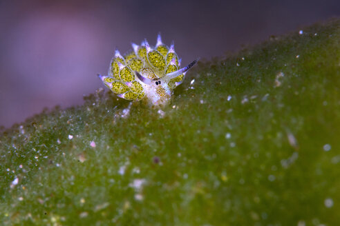 Blattschaf-Schnecke, Costasiella kuroshimae - GNF01481