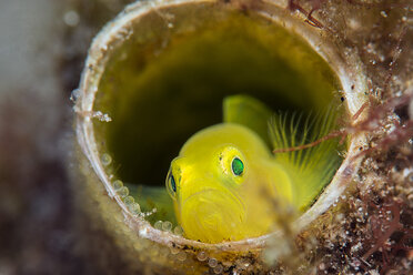 Yellow pygmy goby, Lubricogobius exiguus - GNF01482