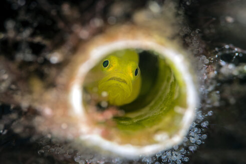 Yellow pygmy goby, Lubricogobius exiguus - GNF01483