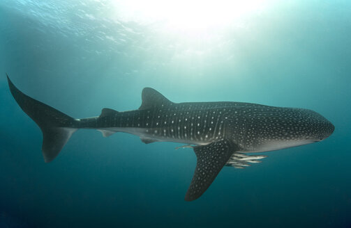 Whale shark with cleaner fish - GNF01485