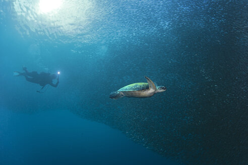 Taucher mit Grüner Meeresschildkröte in einer Schale mit Sardinen - GNF01489