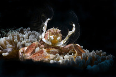 Anemob+ne Krabbe, Porzellankrabbe auf einer Seeanemone - GNF01492