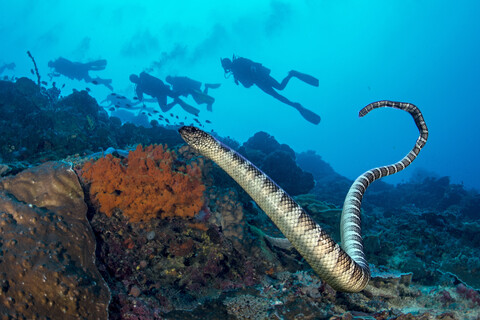 Black-banded sea krait with a group of divers in the background stock photo