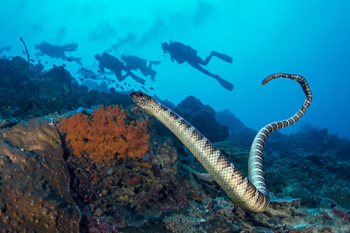 Black-banded sea krait with a group of divers in the background - GNF01496