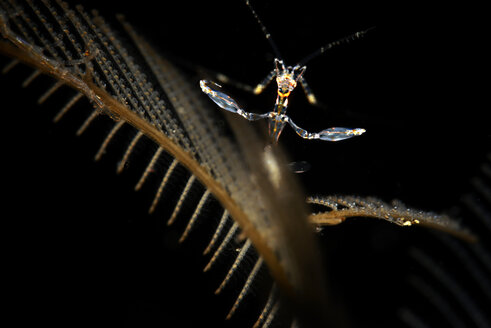 Marine Seespinne auf einer Hydrocea - GNF01500