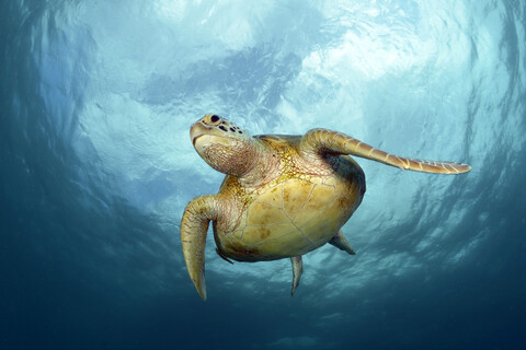 Grüne Meeresschildkröte, Chelonia mydas, lizenzfreies Stockfoto