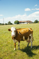 Austria, Upper Austria, Muehlviertel, portrait of cow on a pasture - AIF00630