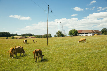 Österreich, Oberösterreich, Mühlviertel, Kühe auf einer Weide - AIF00631